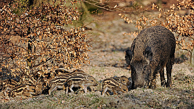 野猪,雌性,野生,母猪,俘获,北莱茵-威斯特伐利亚,德国,欧洲