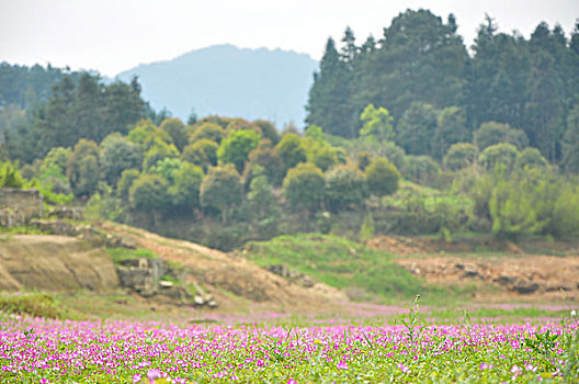 紫云英花地