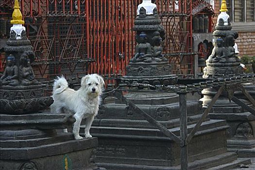 狗,站立,户外,庙宇,斯瓦扬布纳特佛塔,加德满都,尼泊尔