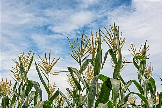 玉米,农场