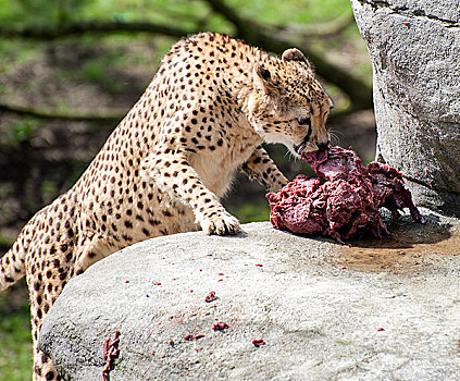 印度豹,吃,肉,岩石上
