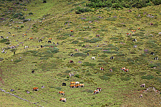 牧群,牛,高山牧场