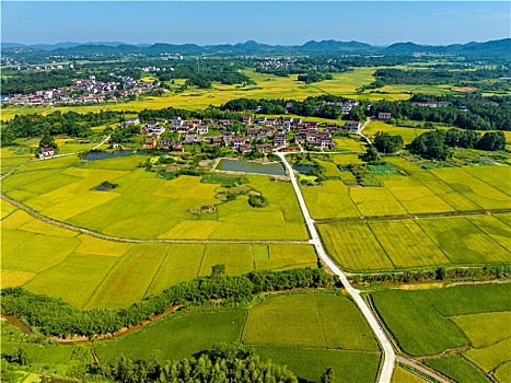 江西金溪,稻田金黄,丰景如画