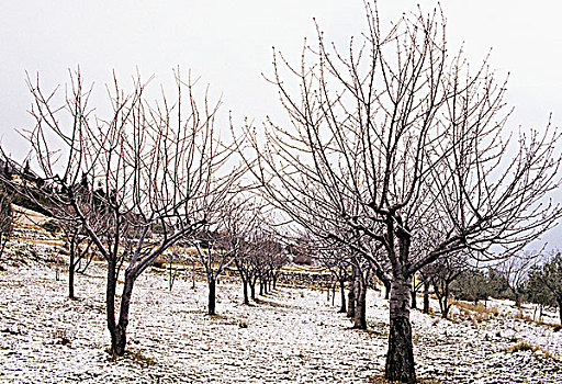 四季,果树,冬天