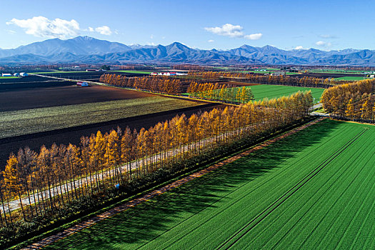 航拍,秋天,北海道,日本