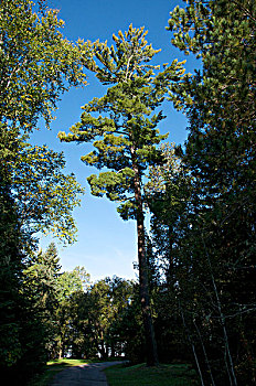 东部白松,站在高处,树,北美乔松,省立公园,安大略省,加拿大