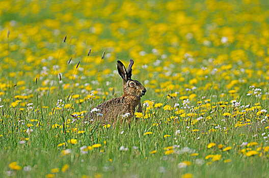 坐,野兔,欧洲野兔,花,草地,北莱茵威斯特伐利亚,德国,欧洲