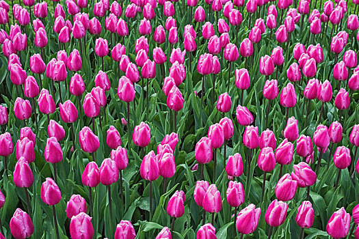 盛开,粉色,郁金香,库肯霍夫公园,荷兰