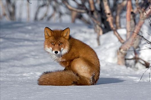 红狐,狐属,坐,雪,堪察加半岛,俄罗斯