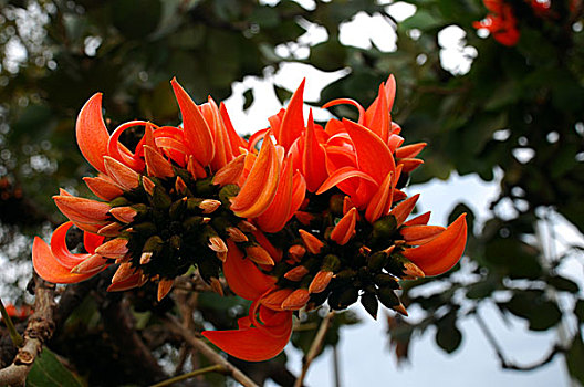 花,春天,孟加拉,二月,2008年