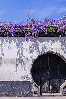 墙上的紫薇花