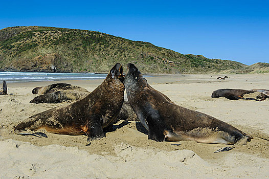 海狮,新西兰海狮,生物群,海滩,湾,南岛,新西兰,大洋洲