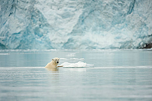 挪威,斯匹次卑尔根岛,成年,北极熊,公猪,正面,冰河