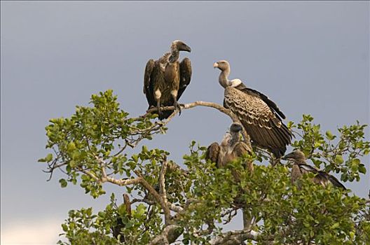 秃鹰,暗色,风暴,云,马赛马拉,国家公园,肯尼亚,东非