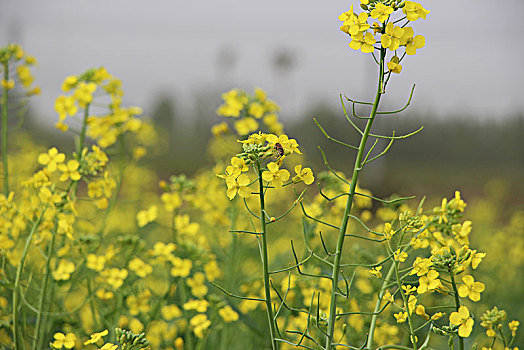 油菜花