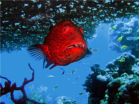 石斑鱼,珊瑚
