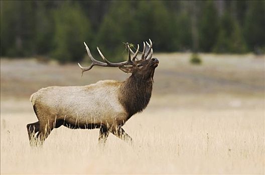 麋鹿,北美马鹿,鹿属,鹿,雄性动物,炫耀,黄石国家公园,怀俄明,美国