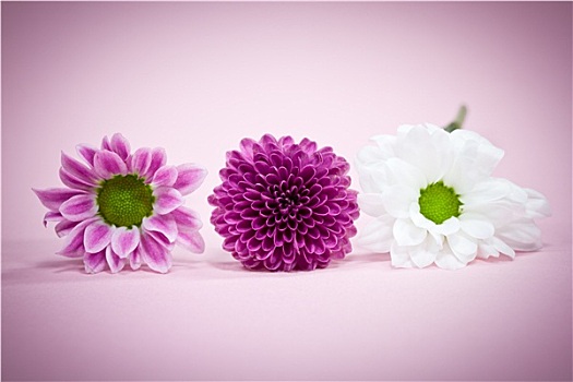花,白色,粉色