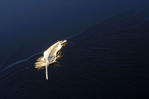 羽毛,冰冻,湖,瑞典