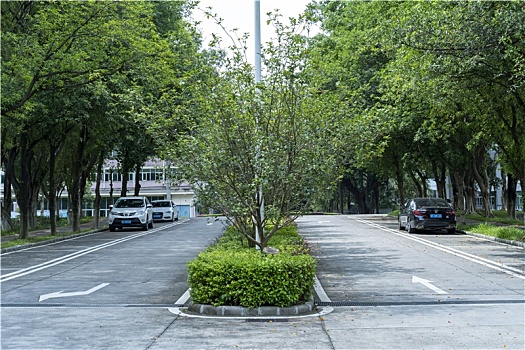 夏天阳光下羊城广州大学城暑假校园林荫大道