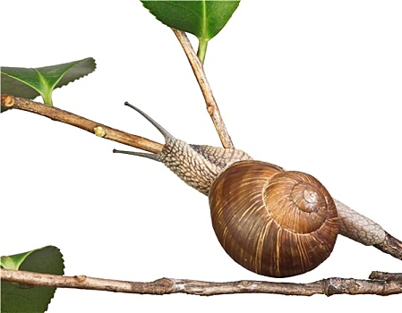 蜗牛,植物