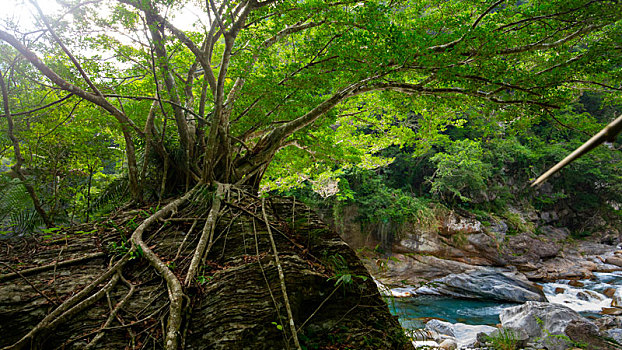台湾花莲太鲁阁风景区,砂卡礑溪大树与巨石