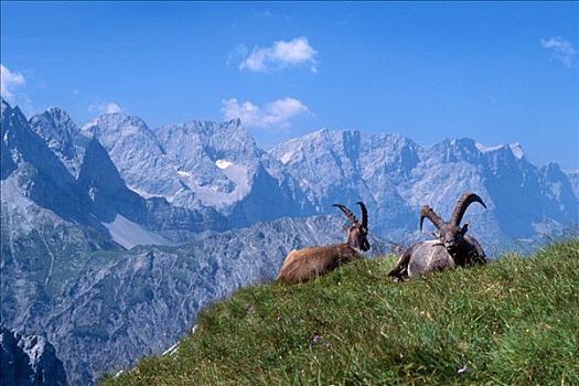 雄性,高山,野生山羊,羱羊,山,提洛尔,奥地利,欧洲