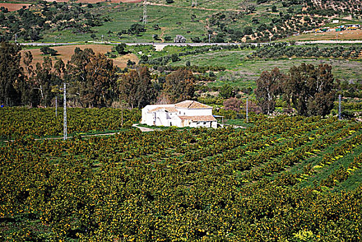橘林,农场,安达卢西亚,西班牙