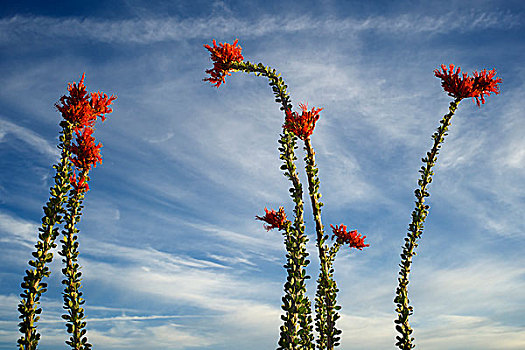 亚利桑那,墨西哥刺木,盛开,蓝天