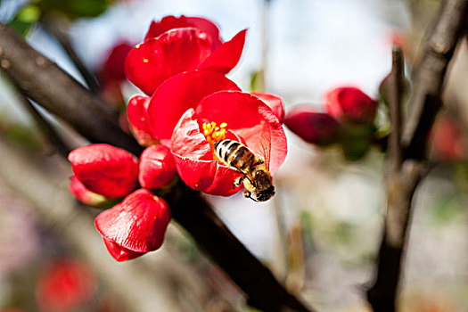 蜜蜂,红花