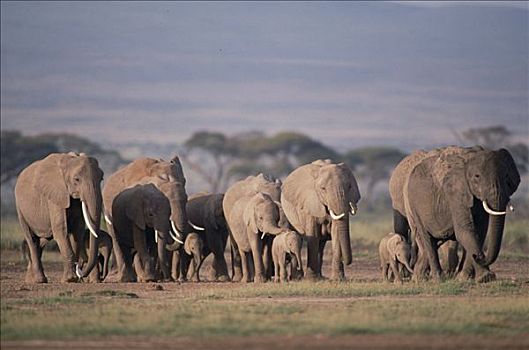 非洲象,牧群,走,安伯塞利国家公园,肯尼亚
