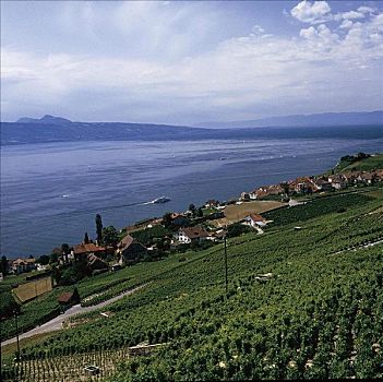 日内瓦湖,湖岸,葡萄园,瑞士,欧洲,葡萄酒,藤