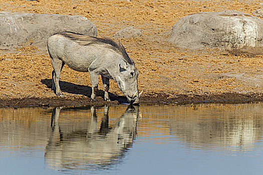 疣猪,喝,水坑,埃托沙国家公园,纳米比亚,非洲
