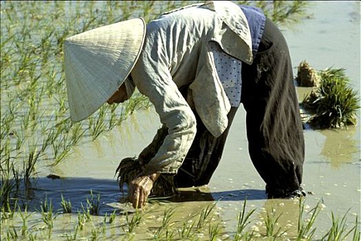 越南,惠安,女人,种植,稻米