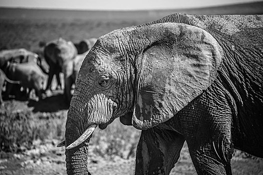非洲象,国家公园