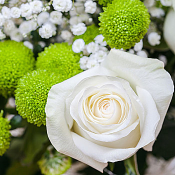 清新,白色蔷薇,盛开,花束