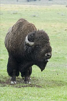 美洲野牛,野牛,公牛,叫,黄石国家公园,怀俄明,美国