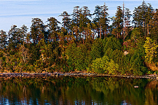 反射,树,水上,半岛,维多利亚,不列颠哥伦比亚省,加拿大