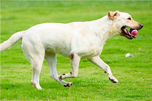 拉布拉多犬,狗,跑