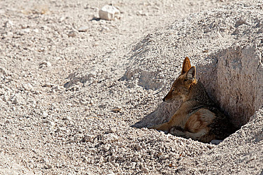 纳米比亚,埃托沙国家公园,特写,黑背狐狼,休息,荫凉