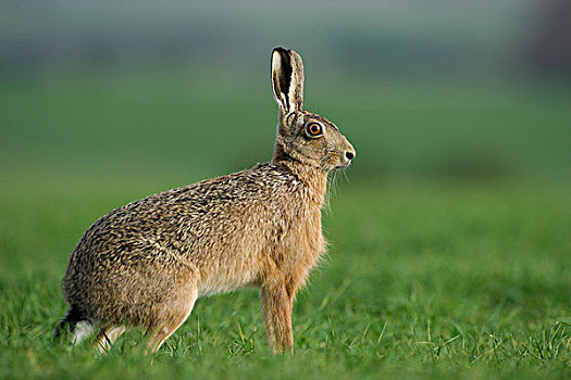 棕兔,欧洲野兔,春天,诺福克,英格兰,英国,欧洲