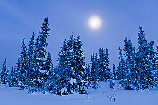 北方针叶林,冬天,月亮,靠近,费尔班克斯,阿拉斯加