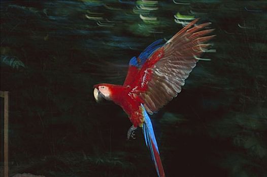 绯红金刚鹦鹉,飞,秘鲁