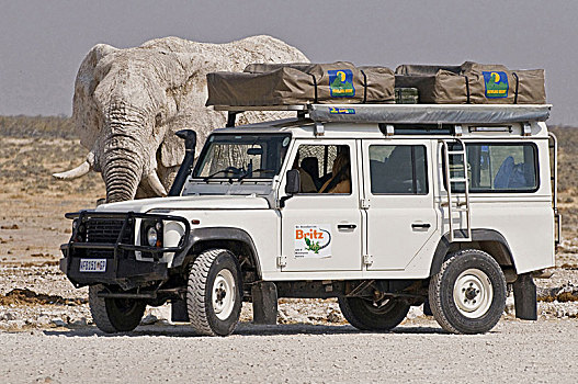 非洲,纳米比亚,大象,国家公园