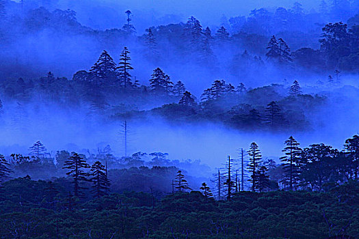 树林,晨雾