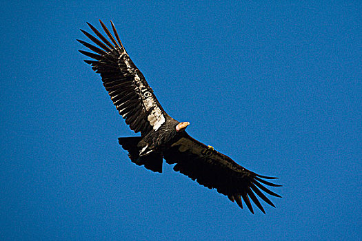 加州秃鹰,北美