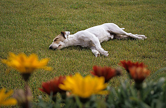 睡觉,狗,花园