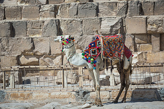 贝多因人,骆驼,休息,靠近,金字塔,开罗,埃及