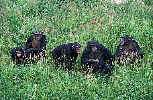 黑猩猩,类人猿,群,成年