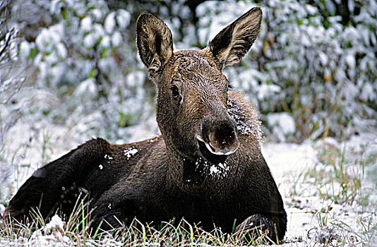 驼鹿,幼兽,碧玉国家公园,西部,艾伯塔省,加拿大